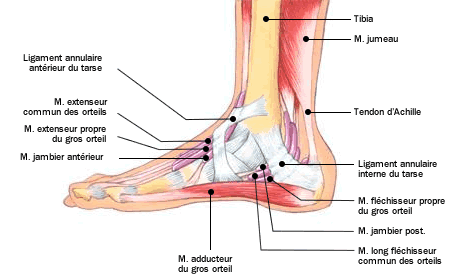 anatomie-pied