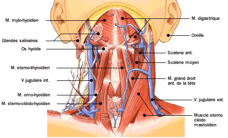 colonne-cervicale-anatomie