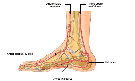 pied-anatomie-et-importance
